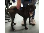 Dora The Explorer Labrador Retriever Adult Female