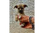 Gemma Chihuahua Puppy Female