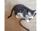 Hershey Domestic Shorthair Kitten Female