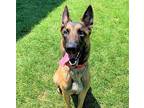 Cooper Belgian Malinois Adult Male