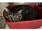 Caramel - Long Hair Gray & Black Tabby #19 Domestic Longhair Adult Male