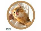 Scout Domestic Shorthair Kitten Female