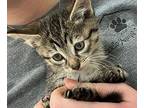 Emerald Domestic Shorthair Kitten Female
