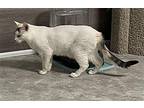 Holly in foster care American Shorthair Adult Female
