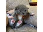 Vidia Domestic Shorthair Kitten Female