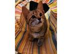 Satu Domestic Shorthair Kitten Female