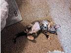 Esio Domestic Shorthair Kitten Female