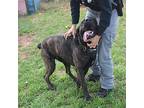 Goliath Mastiff Young Male