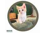 Sweet Thai Chili Domestic Shorthair Kitten Male