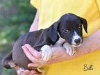 Bella Labrador Retriever Puppy Female