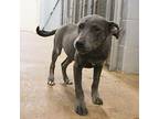 Annie Puppy Female