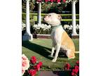 Daisy Mae Boxer Young Female