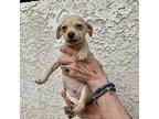 Goofus Chihuahua Puppy Male