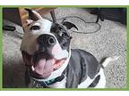 Yogi American Staffordshire Terrier Young Male