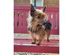 Elvis Silky Terrier Adult Male