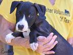 Baxter Labrador Retriever Puppy Male