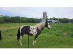 Trail horse for sale