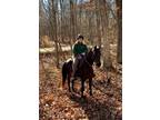 Tennesse Walker Gelding
