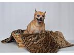 Boomer (back) Chihuahua Adult Male