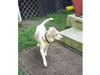 Peanut Beagle Adult Female