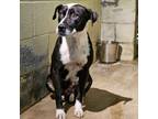 Adopt Cornellia a Black Labrador Retriever