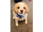 Adopt Pepsi U 24075 a Cocker Spaniel, Mixed Breed