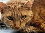 Adopt Baby a Domestic Short Hair