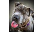 Adopt Blaire a Shar-Pei, Mixed Breed