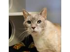 Adopt Miss Noxeema Jackson a Siamese