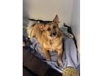 Adopt Sue a Shepherd, Mixed Breed
