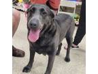 Adopt Vanessa a Labrador Retriever