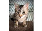 Adopt Foxy (adoption pending) a Domestic Short Hair