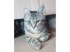 Adopt Finley (adoption pending) a Domestic Short Hair