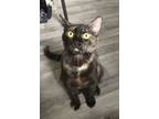 Adopt Binxi a Domestic Short Hair