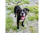 Adopt Miss Starz a Boxer