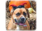 Adopt Stripes a Boxer, Labrador Retriever