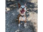 Adopt Archie a Red/Golden/Orange/Chestnut - with White Cattle Dog / Pit Bull