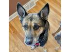 Adopt Daizy a German Shepherd Dog, Husky