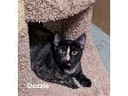 Adopt Dazzle a Tortoiseshell Domestic Shorthair (short coat) cat in Cincinnati