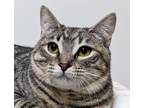 Adopt Smores a Gray, Blue or Silver Tabby Domestic Shorthair (short coat) cat in
