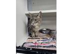 Adopt Moira a Domestic Short Hair