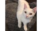 Adopt Khloe a Domestic Short Hair