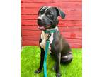 Adopt Sydney Ranger a Black - with White Staffordshire Bull Terrier / Mixed dog