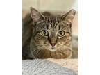 Adopt Darla (24-352) a Tabby