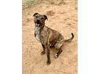 Adopt Elliot a Brindle Mixed Breed (Medium) / Mixed dog in Woodward