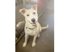 Adopt Pirate a White Husky / Labrador Retriever / Mixed dog in Woodward