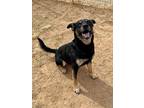 Adopt Bravo a Black - with Brown, Red, Golden, Orange or Chestnut Cattle Dog /