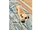 Adopt Gorda a Tan/Yellow/Fawn Mixed Breed (Medium) / Mixed dog in Woodward