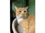 Adopt Ginger a Orange or Red Tabby Domestic Shorthair (short coat) cat in