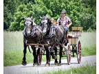 Dapple Grey Percheron Team